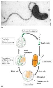 Bdellovibrio predation life cycle