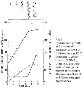 Growth and division of Bdellovibrio