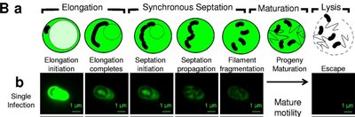 Stages of Bdellovibrio infection and division