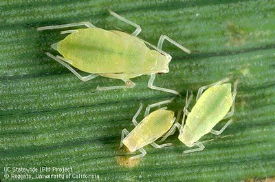 Aphids on a plant leaf