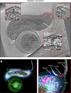Attachment of Bdellovibrio to prey cell
