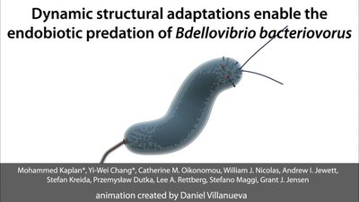 Flagellar resorption and computer model of Bdellovibrio infection