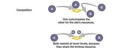 Diagram of competition outcomes between two organisms