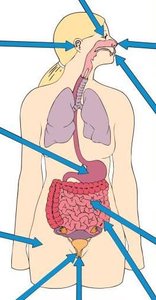 Diagram showing major sites of human microbiota