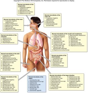 Detailed map of normal microbiota at different body sites