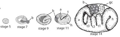 Developmental stages of aphid embryos showing bacteriocyte formation