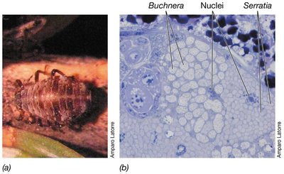 Microscopy image showing Buchnera, nuclei, and Serratia in aphid tissue