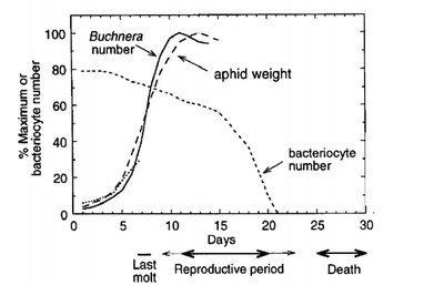 Graph showing Buchnera number, aphid weight, and bacteriocyte number over time