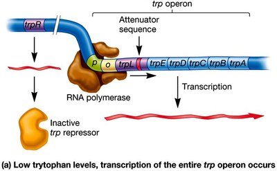 trp operon under low tryptophan conditions
