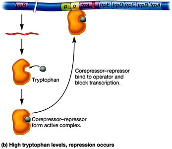 trp operon under high tryptophan conditions