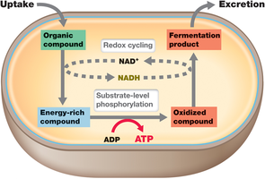 Fermentation cycle in a microbial cell