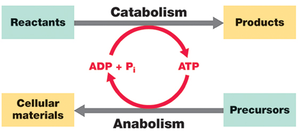 Catabolism and anabolism cycle with ATP and ADP