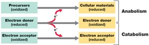 Electron flow in catabolism and anabolism