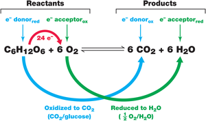 Aerobic respiration of glucose: redox reaction