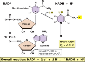 NAD+/NADH electron carrier reaction