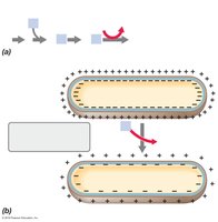 Substrate-level and oxidative phosphorylation