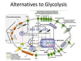 Alternatives to glycolysis pathways