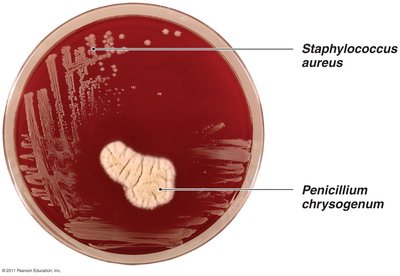 Antibiotic effect of Penicillium chrysogenum on Staphylococcus aureus