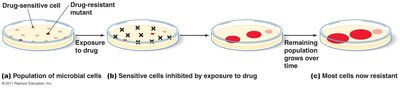 Development of a resistant strain of bacteria