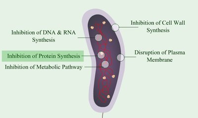 Summary diagram of antimicrobial drug targets