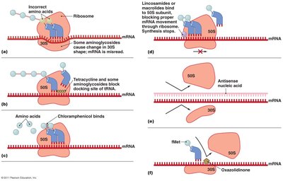 Antimicrobial inhibition of protein synthesis