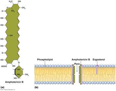 Disruption of cytoplasmic membrane by amphotericin B