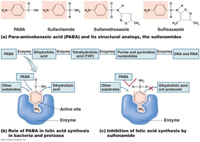 Antimetabolic action of sulfonamides