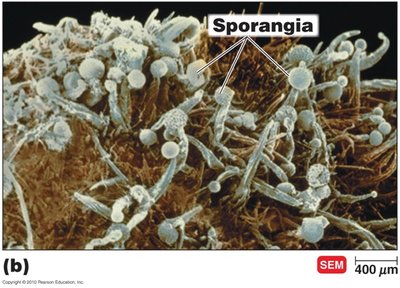 Fungi with sporangia