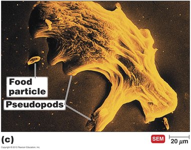 Amoeba with pseudopods