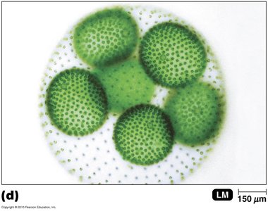 Volvox algae