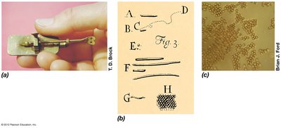 Leeuwenhoek's microscope and drawings