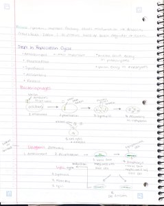 Bacteriophage replication cycle and lytic/lysogenic pathways