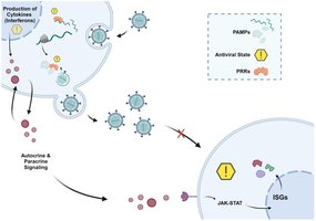 Diagram of interferon production and ISG induction in response to viral infection