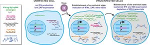 Diagram showing establishment and maintenance of the antiviral state in infected and uninfected cells