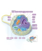 Structure of a eukaryotic cell with labeled organelles