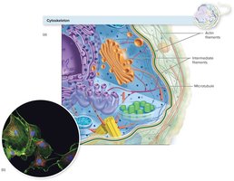 Cytoskeleton with actin filaments, intermediate filaments, and microtubules