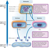 Endosymbiotic theory timeline and cell evolution