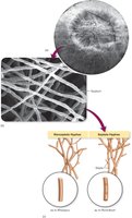 Hyphae of molds, septate and non-septate