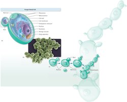 Budding yeast cells and pseudohyphae