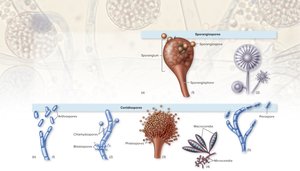 Types of asexual mold spores: sporangiospores and conidiospores