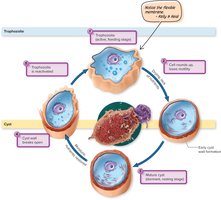 General life cycle of protozoa: trophozoite and cyst stages