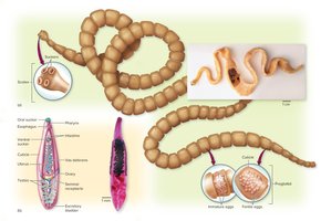 Pathogenic flatworms: tapeworms and flukes