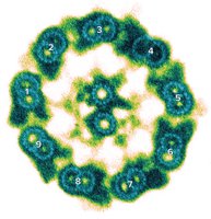 Cross-section of eukaryotic flagellum showing 9+2 microtubule arrangement