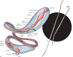 Pathogenic roundworm structure