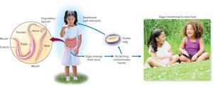 Life cycle of the pinworm, Enterobius vermicularis