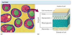 Fungal cell wall structure with labeled layers