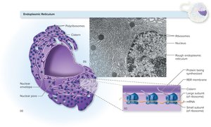 Rough endoplasmic reticulum with ribosomes and protein synthesis