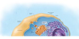 Protein transport pathway from nucleus to secretion