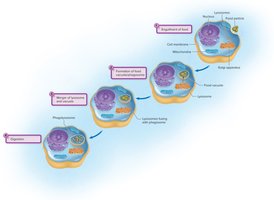 Phagocytosis and lysosome action in a eukaryotic cell