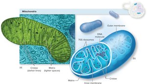 Mitochondrion structure with cristae, matrix, and DNA